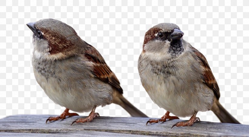House Sparrow Christmas Bird Count Royalty-free, PNG, 960x528px, Sparrow, American Sparrows, Beak, Bird, Birdwatching Download Free