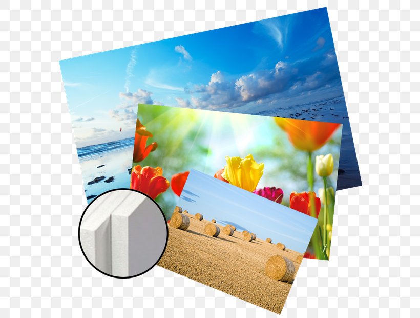 Paper Picture Frames Mural Petal Wallpaper, PNG, 620x620px, Paper, Adhesive, Coby Electronics Corporation, Flower, Ledbacklit Lcd Download Free