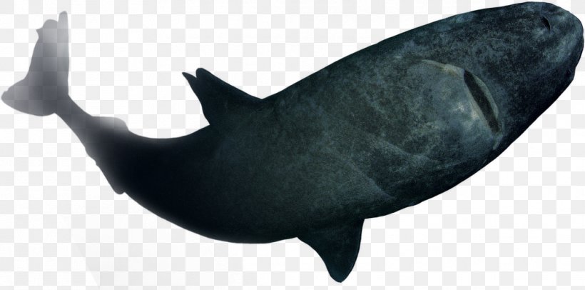 Shark Fish Marine Mammal Dolphin Porpoise, PNG, 1038x515px, Shark, Animal, Bear, Cartilaginous Fish, Cetacea Download Free