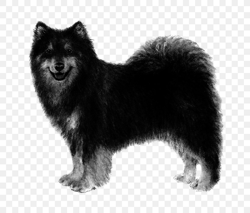 Dog Cartoon, PNG, 700x700px, German Spitz Mittel, American Kennel Club, Ancient Dog Breeds, Breed, Canidae Download Free