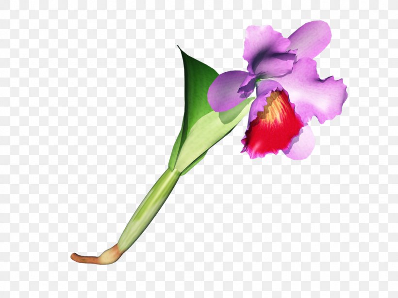 Moth Orchids Cattleya Orchids Cut Flowers Plant Stem Bud, PNG, 1024x768px, Moth Orchids, Bud, Cattleya, Cattleya Orchids, Cut Flowers Download Free