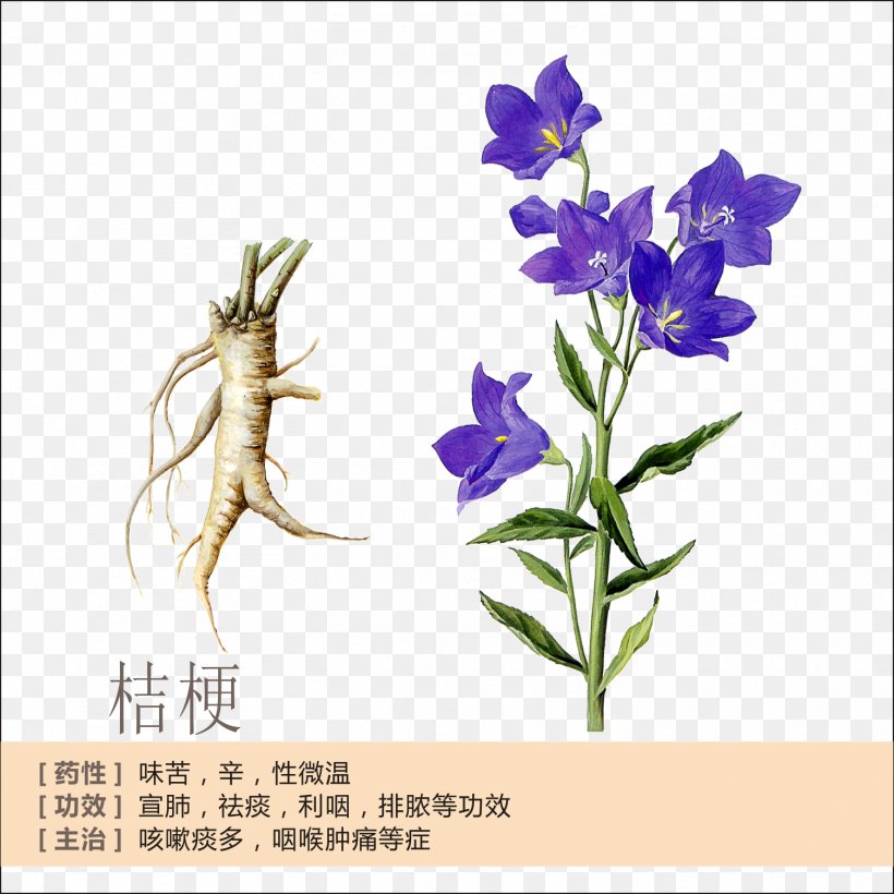 Platycodon Root Extract Flower Plant, PNG, 1505x1505px, Platycodon, Campanulaceae, Chinese Herbology, Creative Arts, Cut Flowers Download Free