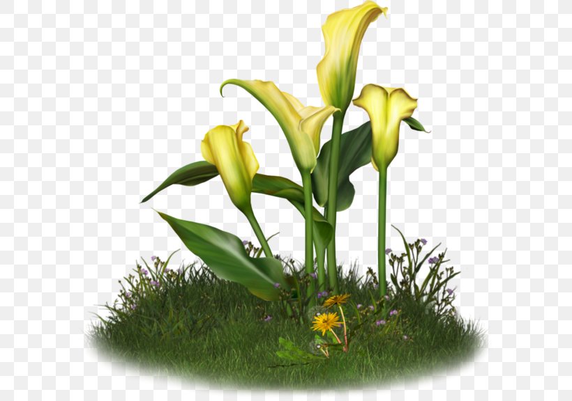 Floral Design Flower Arum-lily Lilium, PNG, 600x576px, Floral Design, Arumlily, Cut Flowers, Designer, Floristry Download Free