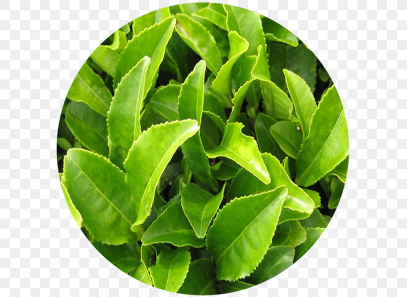 Green Tea Camellia Sinensis Tea Production In Sri Lanka White Tea, PNG, 600x598px, Green Tea, Black Tea, Camellia Sinensis, Crush Tear Curl, Decaffeination Download Free