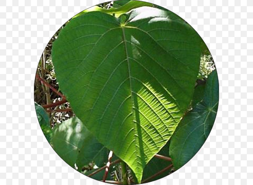 Leaf Krantzkloof Nature Reserve Number Flora Fauna, PNG, 600x600px, Leaf, Endangered Species, Fauna, Flora, Krantzkloof Nature Reserve Download Free