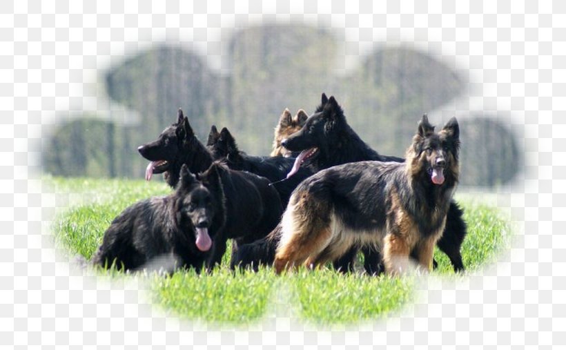 Old German Shepherd Dog Shiloh Shepherd Dog Bohemian Shepherd King Shepherd Tervuren, PNG, 800x507px, Old German Shepherd Dog, Bohemian Shepherd, Breed, Carnivoran, Dog Download Free