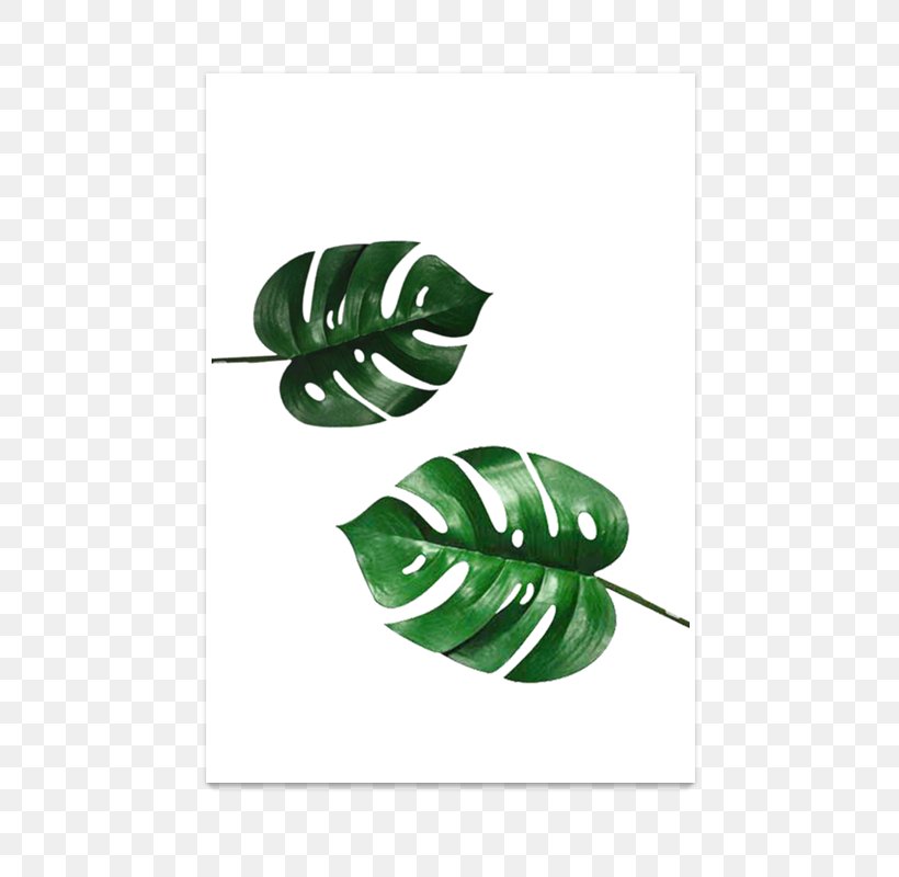 Paper Swiss Cheese Plant Drawing Sticker, PNG, 800x800px, Paper, Bag, Drawing, Green, Leaf Download Free