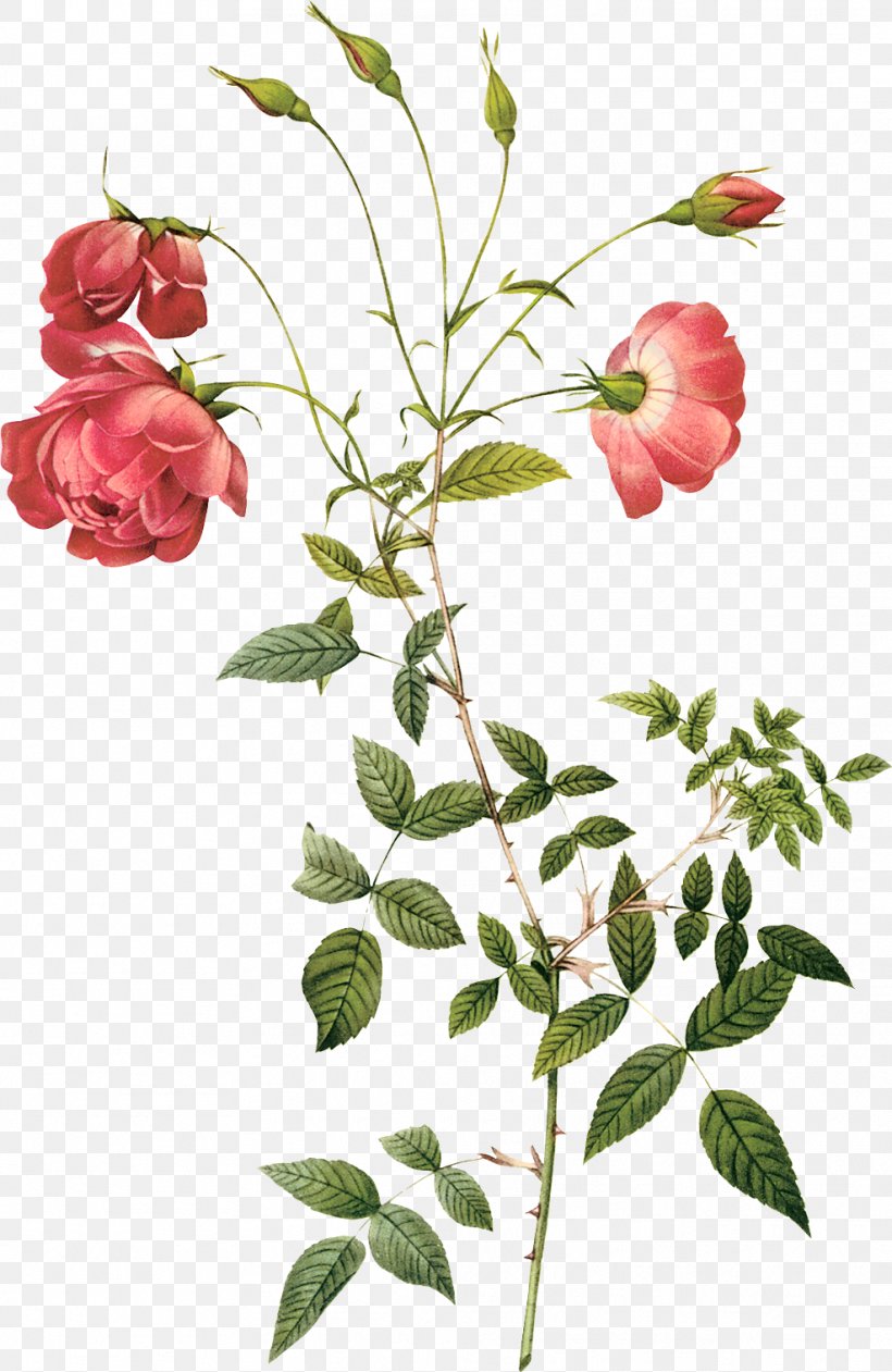 Rosa Chinensis Centifolia Roses Botany Hybrid Tea Rose Botanical Illustration, PNG, 987x1518px, Rosa Chinensis, Botanical Illustration, Botany, Branch, Bud Download Free