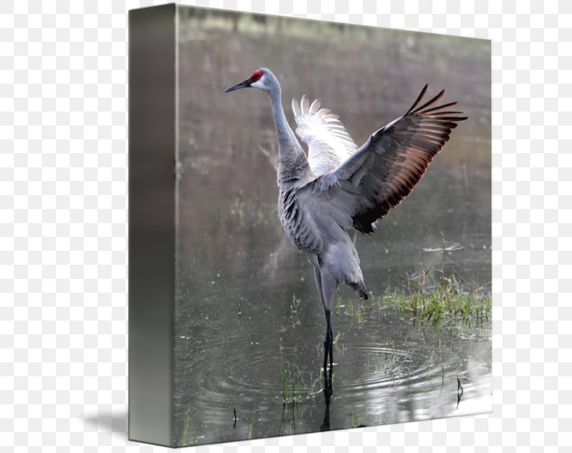 Bird Gallery Wrap Canvas Beak Feather, PNG, 606x650px, Bird, Art, Beak, Canvas, Crane Download Free