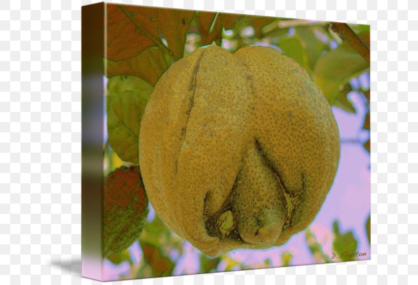 GOURD+m Winter Squash Cucurbita Fruit, PNG, 650x560px, Gourd, Cucumber Gourd And Melon Family, Cucurbita, Fruit, Gourdm Download Free