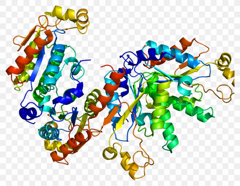 Iduronate-2-sulfatase PAPSS2 Enzyme 3'-Phosphoadenosine-5'-phosphosulfate, PNG, 1083x843px, Watercolor, Cartoon, Flower, Frame, Heart Download Free