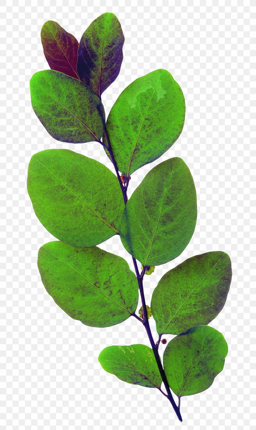 Leaf Green Plant, PNG, 2194x3677px, Leaf, Branch, Ellipse, Green, Herb Download Free