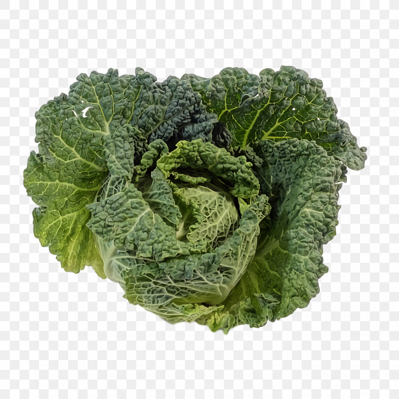 Romaine Lettuce Spring Greens Savoy Cabbage Red Leaf Lettuce Collard, PNG, 1440x1440px, Romaine Lettuce, Broccoli, Collard, Kale, Lettuce Download Free