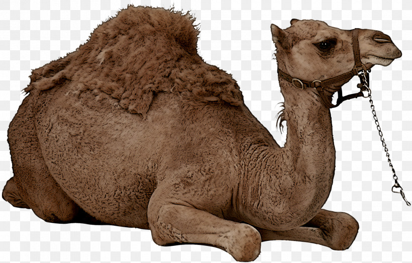 Camel Arabian Camel Camelid Bactrian Camel Animal Figure, PNG, 2121x1354px, Camel, Animal Figure, Arabian Camel, Bactrian Camel, Brown Download Free