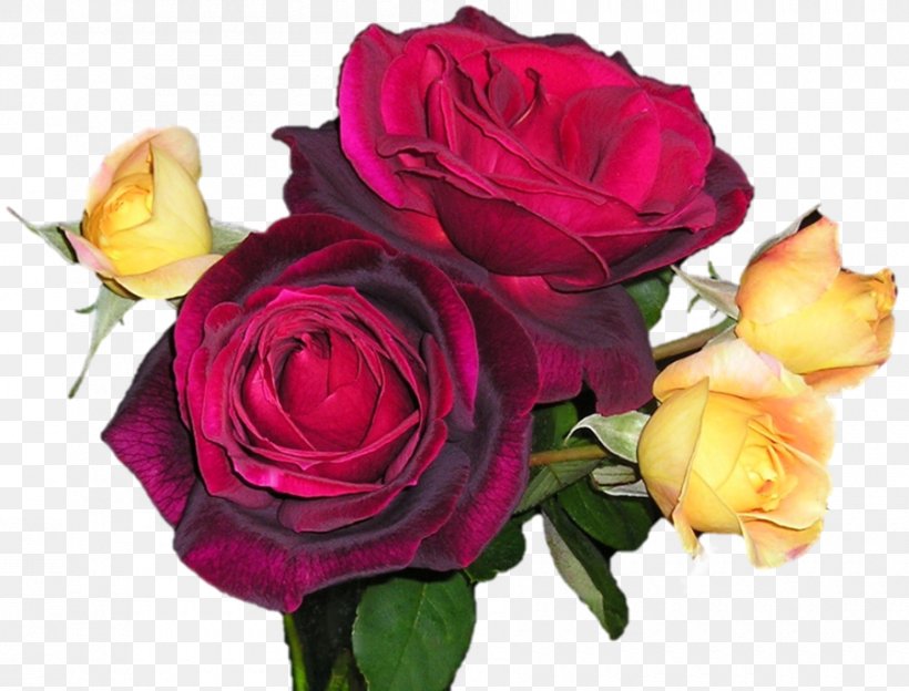 Centifolia Roses Cut Flowers Garden Roses, PNG, 900x685px, Centifolia Roses, Cut Flowers, Deviantart, Floral Design, Floribunda Download Free