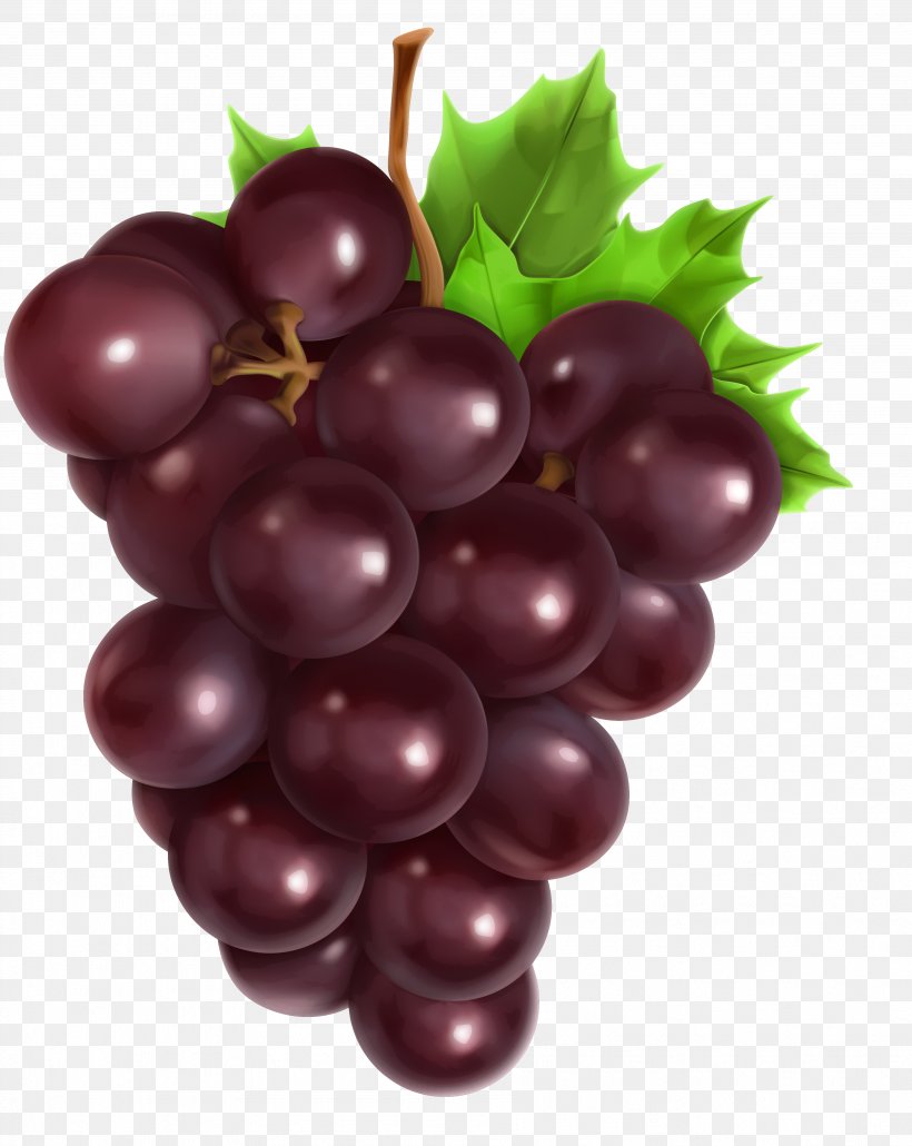 Common Grape Vine Vector Graphics Royalty-free Stock Photography, PNG, 3596x4520px, Common Grape Vine, Accessory Fruit, Berry, Currant, Drawing Download Free