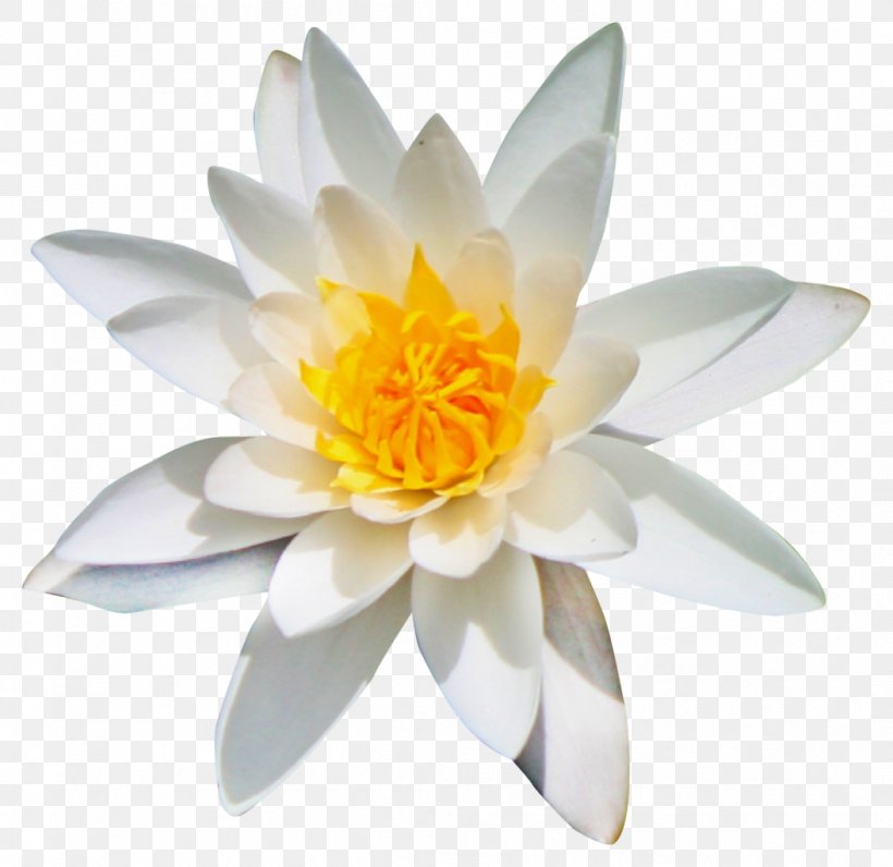 Flower Kolubara Clip Art, PNG, 1054x1024px, Flower, Emphasis, Petal, Plant, Yellow Download Free