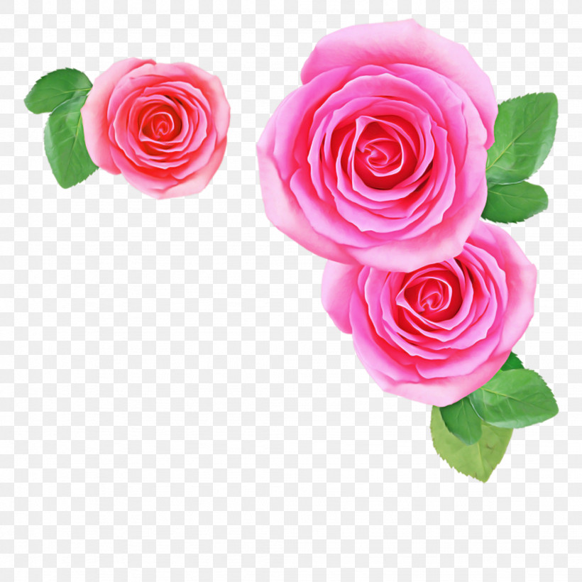 Garden Roses, PNG, 2048x2048px, Garden Roses, Artificial Flower, Camellia, Cut Flowers, Floribunda Download Free
