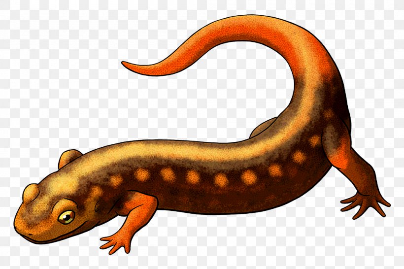 Newt Salamander Vertebrate Caeciliidae Reptile, PNG, 1000x667px, Newt, Amphibian, Caecilian, Caeciliidae, Fauna Download Free