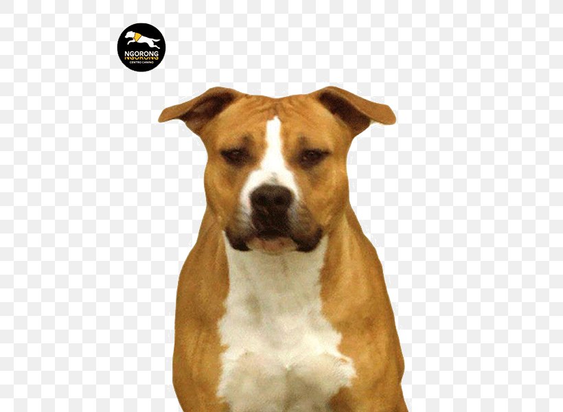 American Staffordshire Terrier American Pit Bull Terrier Staffordshire Bull Terrier Dog Breed, PNG, 550x600px, American Staffordshire Terrier, American Pit Bull Terrier, Breed, Bull Terrier, Bulldog Download Free