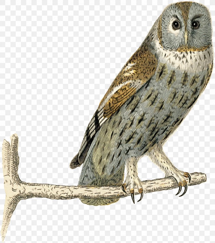 Bird Owl Bird Of Prey Beak Peregrine Falcon, PNG, 1591x1800px, Watercolor, Beak, Bird, Bird Of Prey, Falcon Download Free