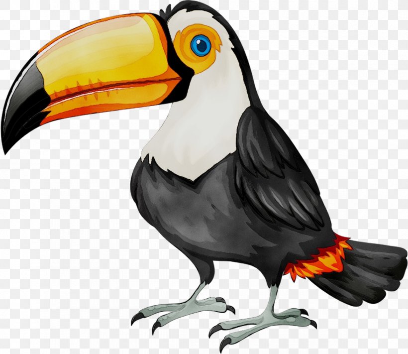 Bird Vector Graphics Clip Art Illustration Transparency, PNG, 1170x1015px, Bird, Beak, Drawing, Fotosearch, Hornbill Download Free