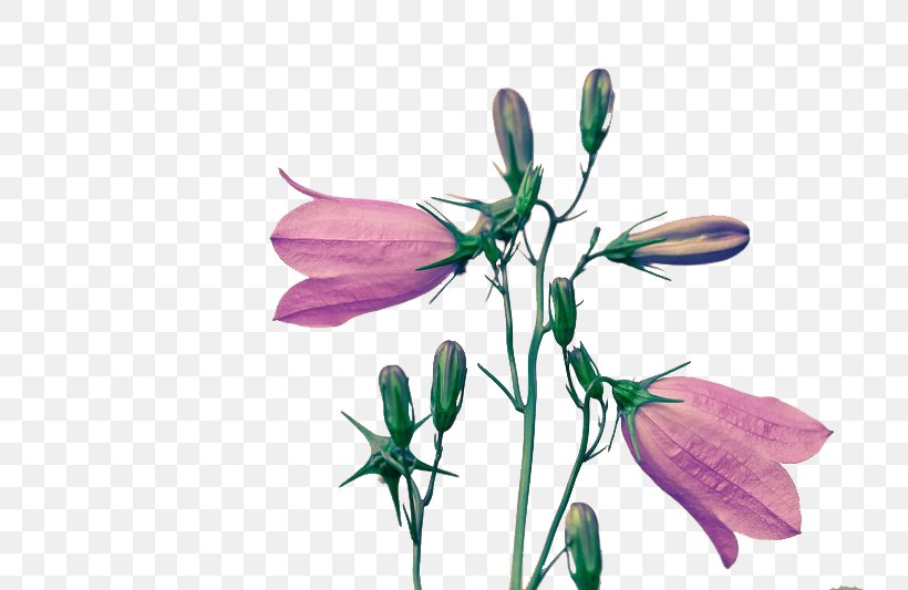 Cut Flowers Art Petal Bud, PNG, 800x533px, Flower, Art, Artificial Flower, Bellflower Family, Branch Download Free