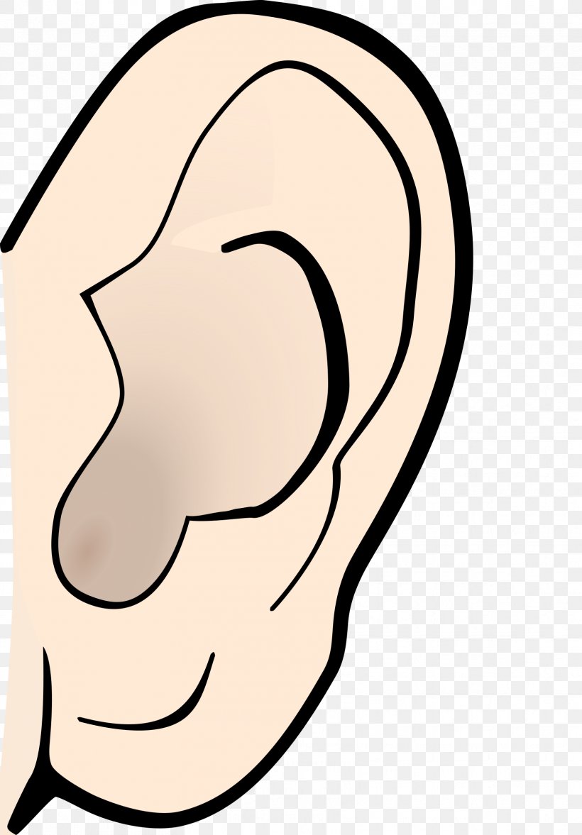 Ear Anatomy Hearing Pointy Ears Clip Art, PNG, 1671x2400px, Watercolor, Cartoon, Flower, Frame, Heart Download Free