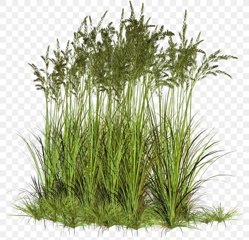 Ryegrass Sweet Grass Vetiver Herbaceous Plant, PNG, 800x789px, 2017, Ryegrass, Advertising, Aquarium Decor, Chrysopogon Download Free