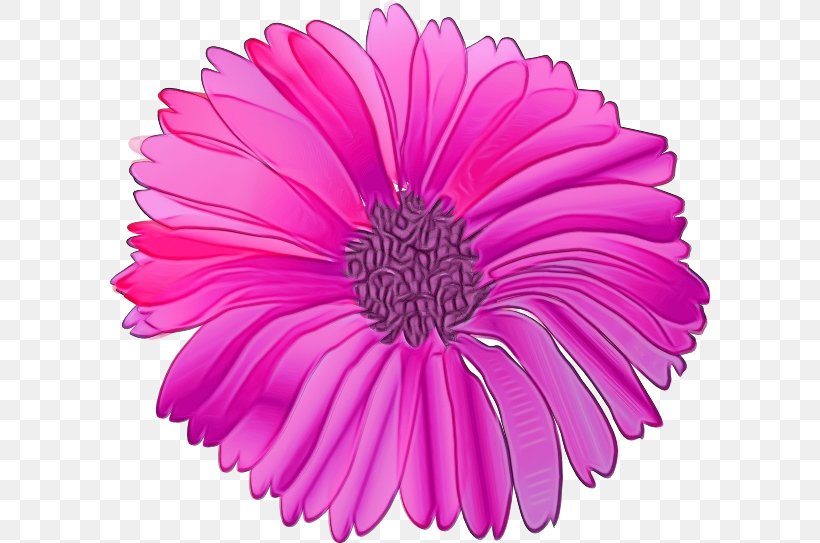 Watercolor Pink Flowers, PNG, 600x543px, Watercolor, African Daisy, Aster, Barberton Daisy, Cartoon Download Free