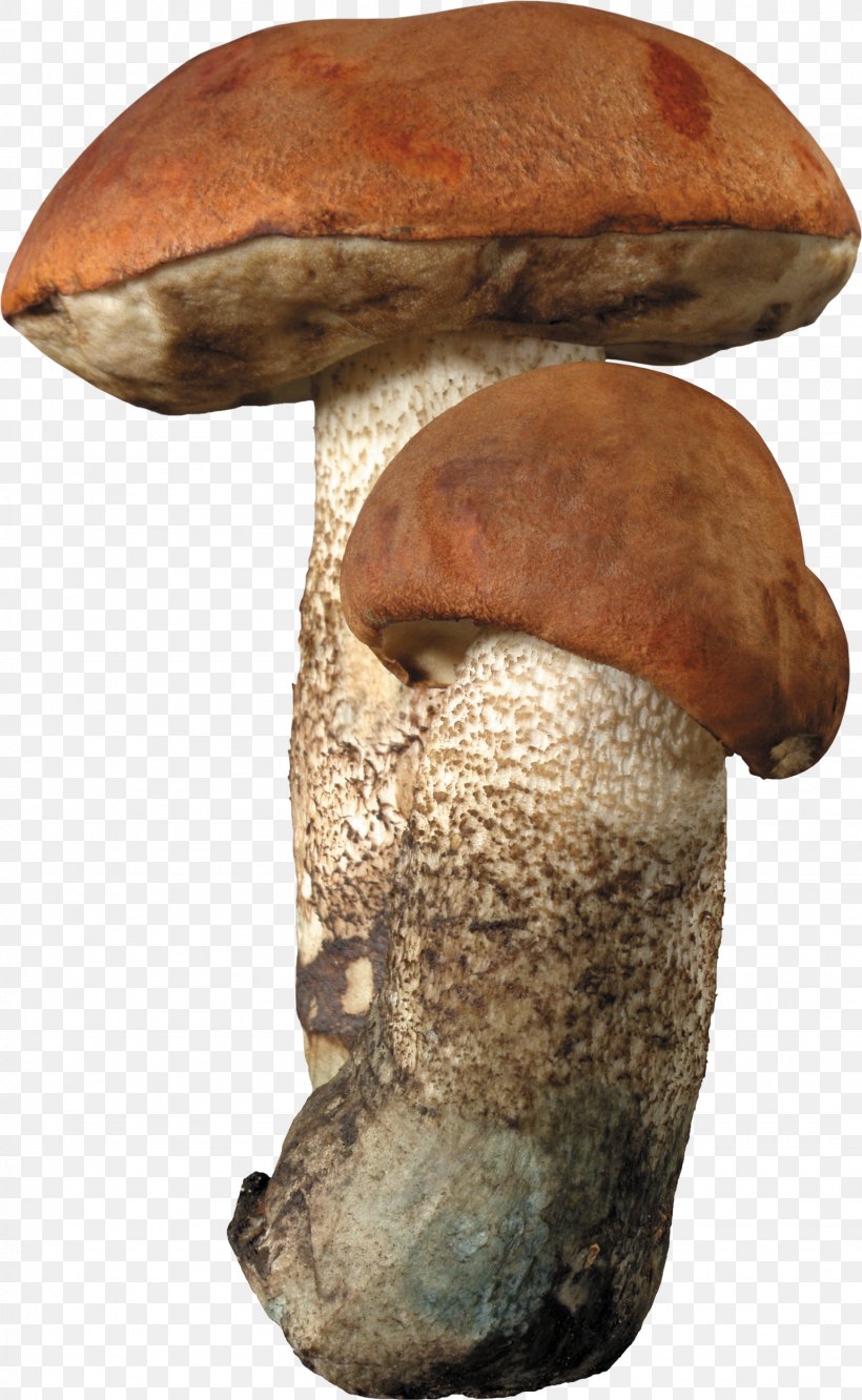 Aspen Mushroom Brown Cap Boletus Fungus Edible Mushroom, PNG, 1539x2500px, Mushroom, Artifact, Aspen Mushroom, Bolete, Boletus Edulis Download Free