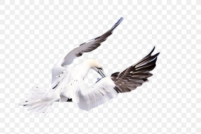 Feather, PNG, 2000x1332px, Bird, Beak, Feather, Gull, Seabird Download Free