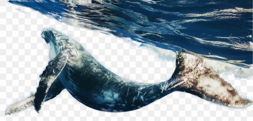 Whales Blue Whale Animal Snakes Sea, PNG, 3786x1822px, Whales, Animal, Blue Whale, Bowhead, Cetacea Download Free