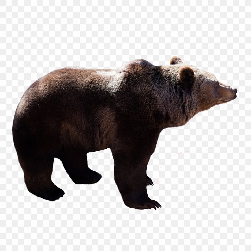Brown Bear Polar Bear Stock Photography, PNG, 945x945px, Watercolor, Cartoon, Flower, Frame, Heart Download Free