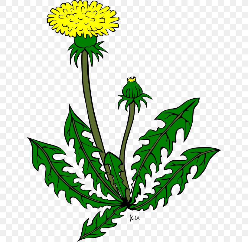 Clip Art Vector Graphics Common Dandelion Openclipart Free Content, PNG, 800x800px, Common Dandelion, Botany, Cartoon, Dandelion, Drawing Download Free