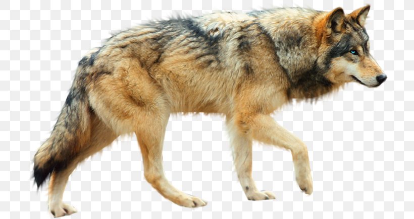 Dog Arctic Wolf Coyote, PNG, 717x435px, Dog, Animation, Arctic Wolf, Canidae, Canis Lupus Tundrarum Download Free