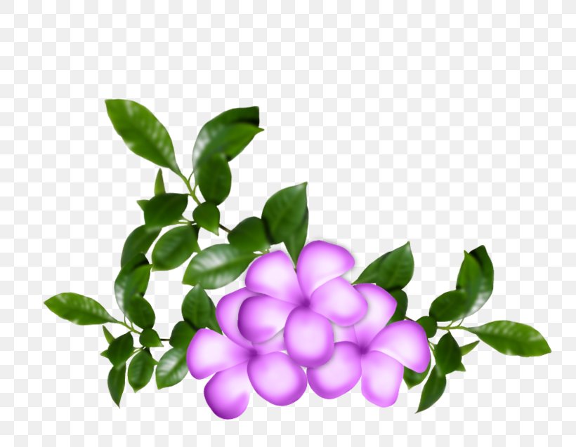 Flower Clip Art, PNG, 800x637px, Flower, Blog, Blume, Emphasis, Flowering Plant Download Free