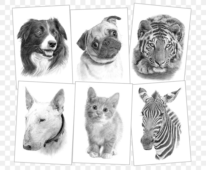 American Pit Bull Terrier Whiskers Sketch, PNG, 750x677px, Pit Bull, American Pit Bull Terrier, Artwork, Black And White, Breed Download Free