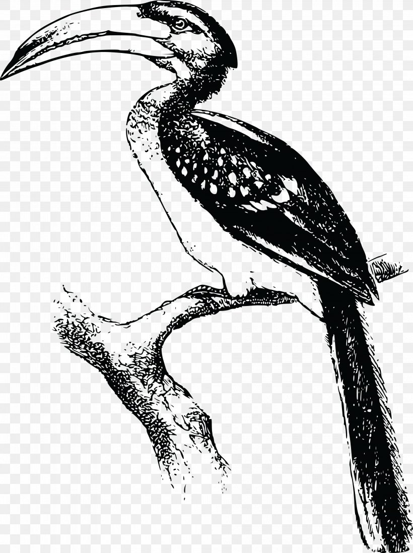 Bird Hornbill Drawing Animal Clip Art, PNG, 4000x5352px, Bird, Animal, Art, Beak, Bird Of Prey Download Free