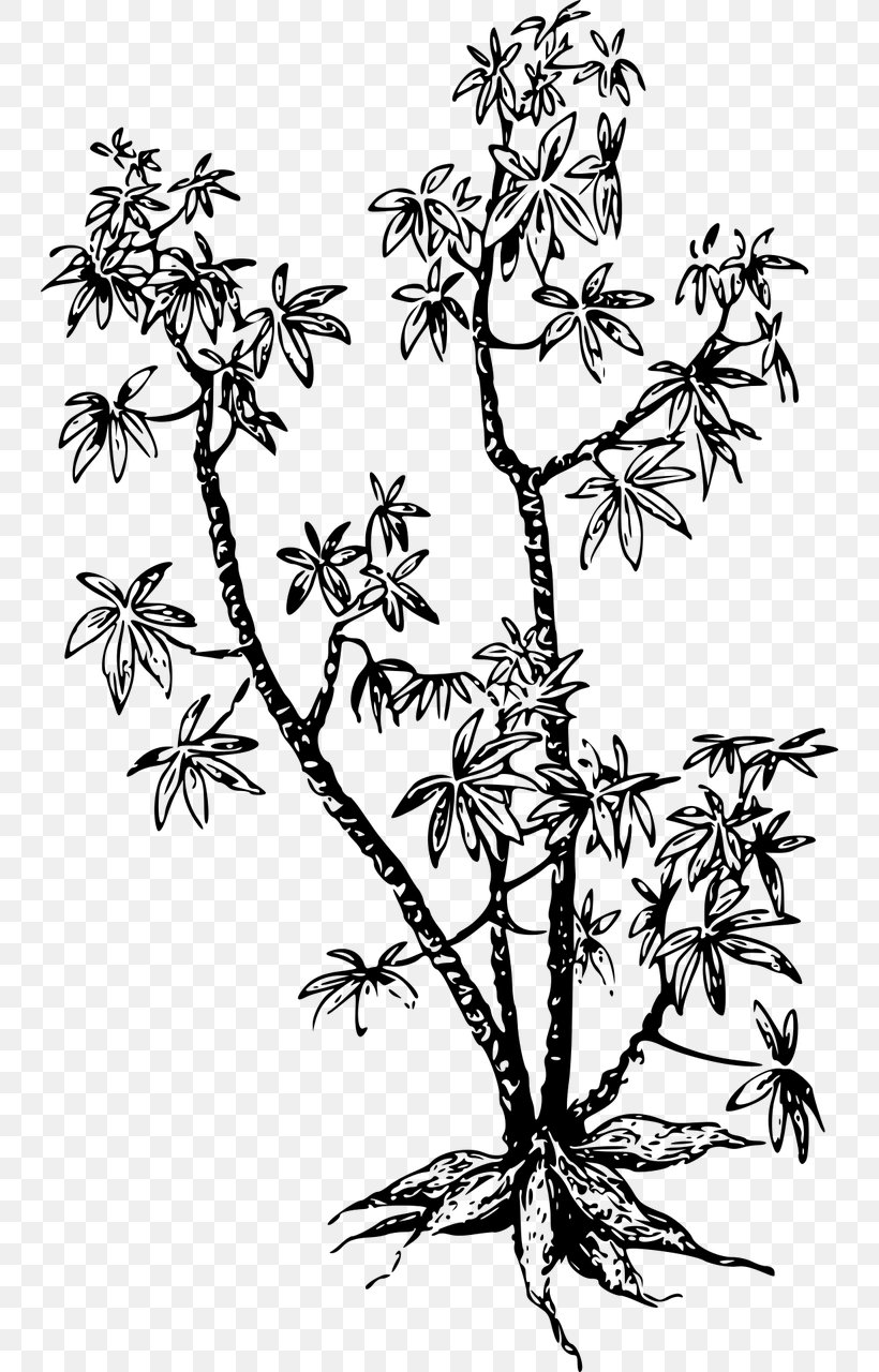 Cassava Tapioca Chip Arrowroot Clip Art, PNG, 744x1280px, Cassava, Arrowroot, Black And White, Branch, Flora Download Free