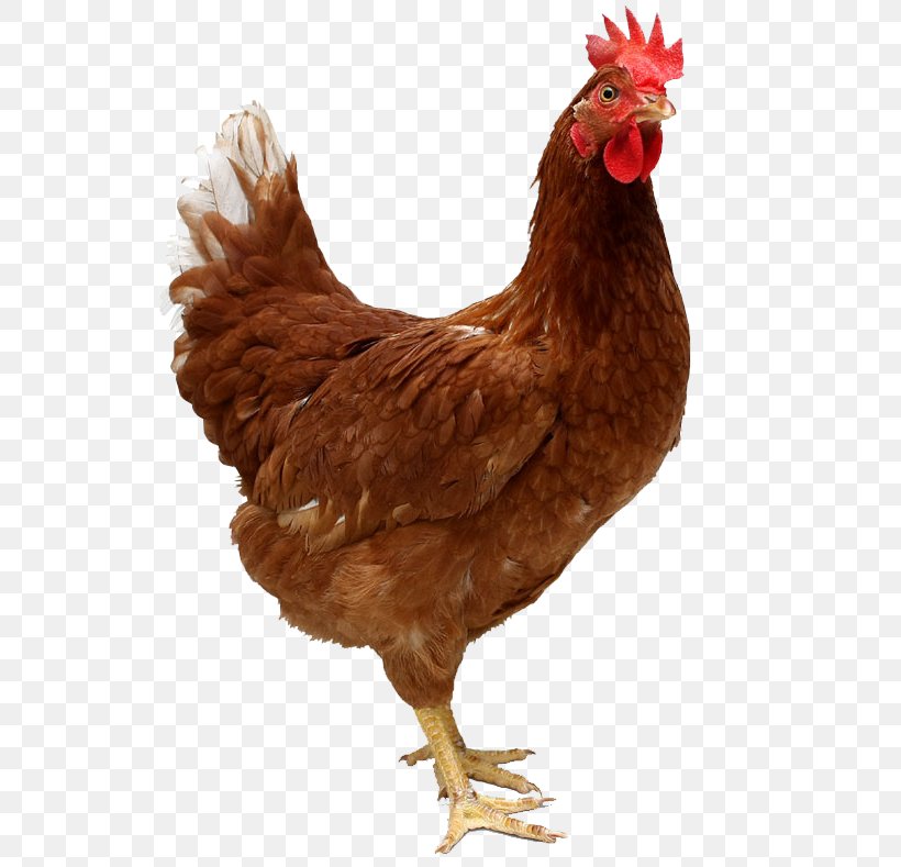 Kadaknath Ayam Cemani Chicken Coop Hen, PNG, 572x789px, Kadaknath, Ayam Cemani, Beak, Bird, Chicken Download Free