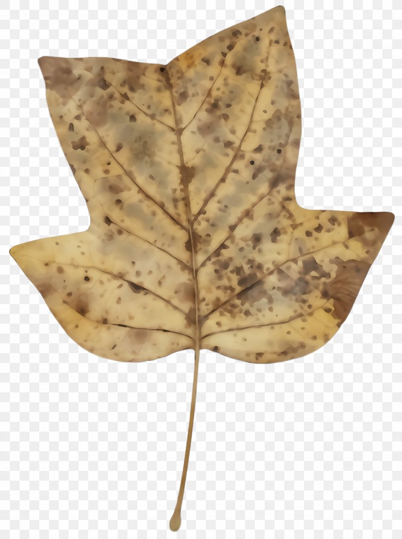 Maple Leaf, PNG, 1728x2316px, Watercolor, Beige, Black Maple, Brown, Leaf Download Free