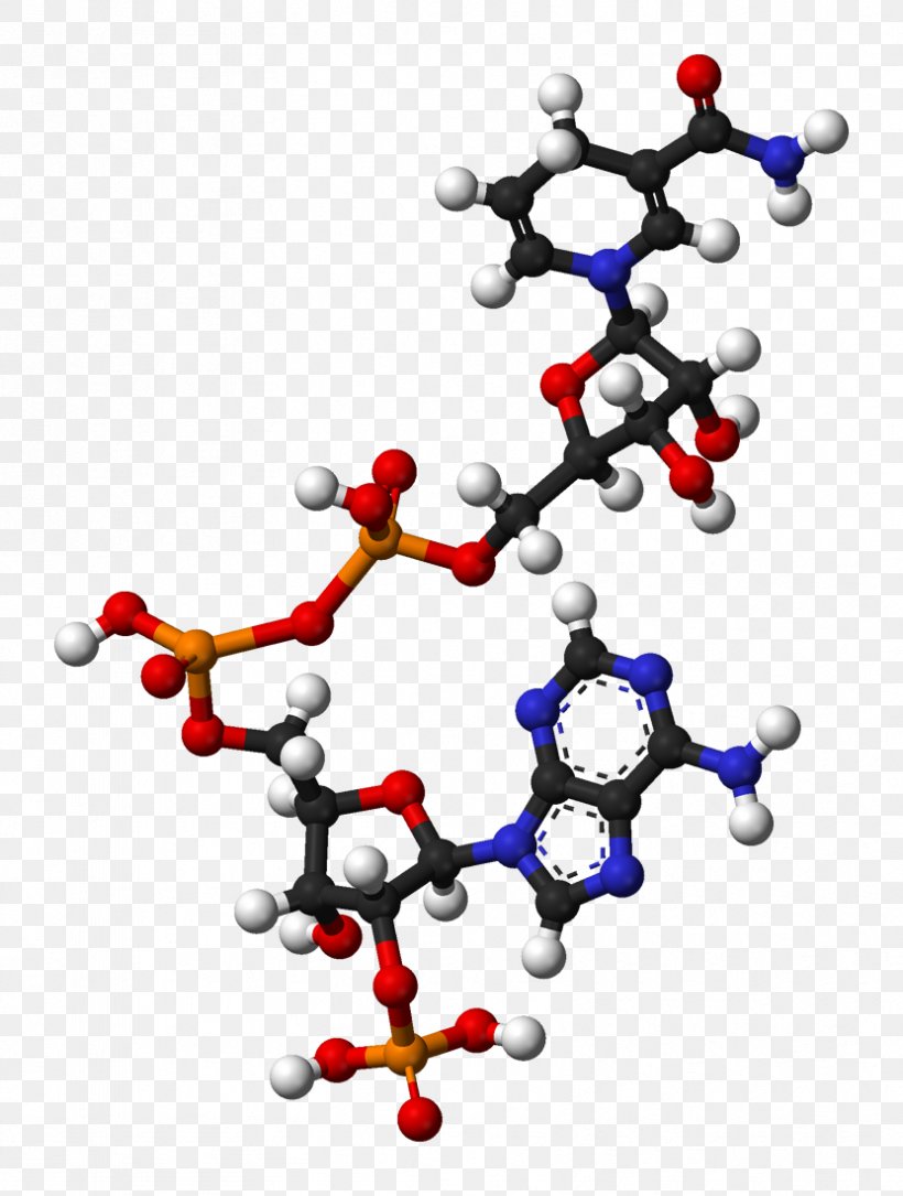 Nicotinamide Adenine Dinucleotide Phosphate Coenzyme Redox, PNG, 831x1100px, Nicotinamide Adenine Dinucleotide, Adenine, Ballandstick Model, Body Jewelry, Chemical Reaction Download Free