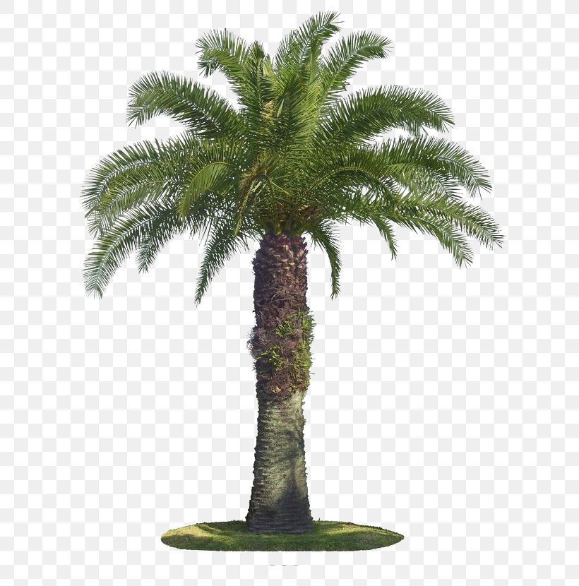 Tree Arecaceae Coconut, PNG, 650x830px, Arecaceae, Arecales, Coconut, Date Palm, Elaeis Download Free