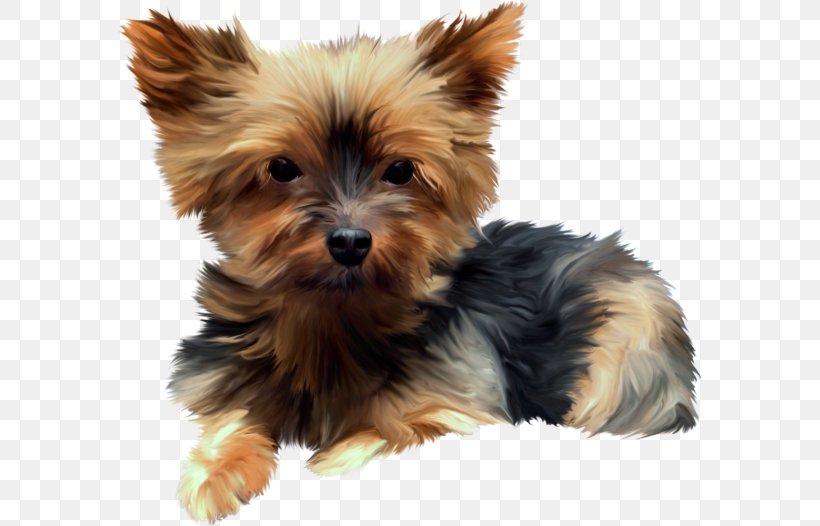 Yorkshire Terrier Australian Silky Terrier Australian Terrier Morkie Norwich Terrier, PNG, 585x526px, Yorkshire Terrier, Animal, Australian Silky Terrier, Australian Terrier, Biewer Terrier Download Free