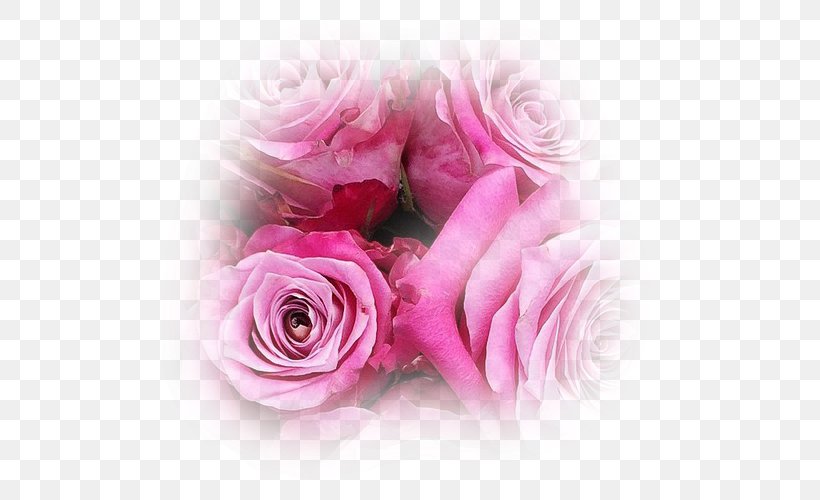 Garden Roses Cabbage Rose Cut Flowers Floral Design, PNG, 500x500px, Garden Roses, Cabbage Rose, Closeup, Computer, Cut Flowers Download Free