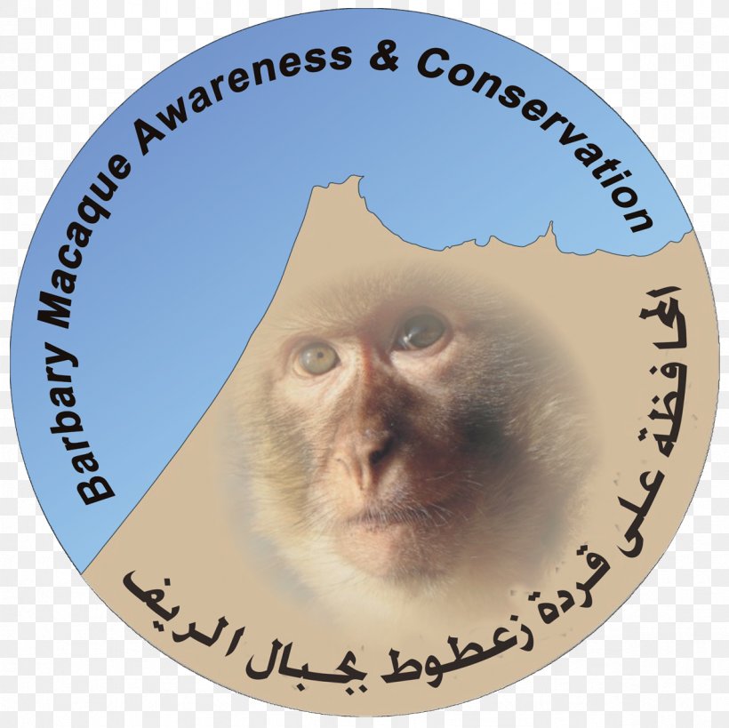 Barbary Macaque Monkey Tétouan Conservation Barbary Coast, PNG, 1181x1181px, Barbary Macaque, Animal, Awareness, Barbary Coast, Berbers Download Free