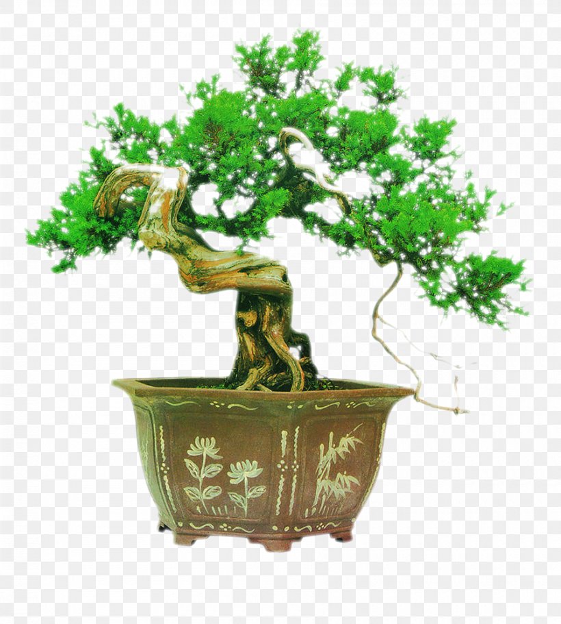 Bonsai Tree Chinese Garden Podocarpus Macrophyllus, PNG, 900x1000px, Bonsai, Chinese Garden, Cutting, Floristry, Flowerpot Download Free