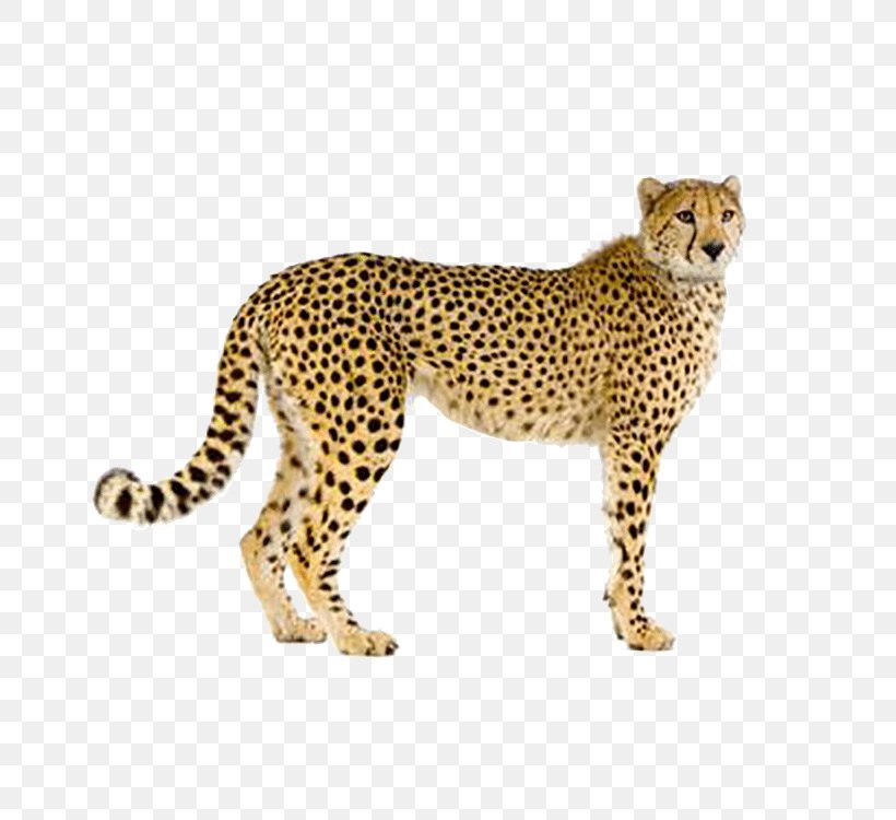 Cheetah Leopard Felidae Stock Photography, PNG, 750x750px, Leopard, Animal Figure, Big Cats, Carnivoran, Cat Like Mammal Download Free