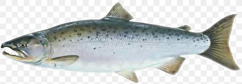 Coho Salmon Chinook Salmon Rainbow Trout Sockeye Salmon, PNG, 1384x484px, Coho Salmon, Animal Figure, Atlantic Cod, Atlantic Salmon, Bony Fish Download Free